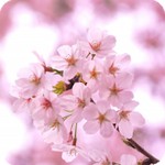 脱出ゲーム 春桜アイコン