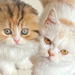 猫ヤクザの仁義にゃき戦いアイコン